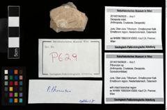 Foto (Objekt + Etikett) von Pithonoton sp.  (NHMW-GEO-2014-0194-0629)